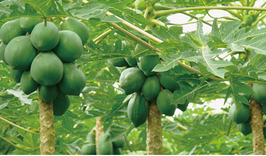 Commitment to organic cultivation